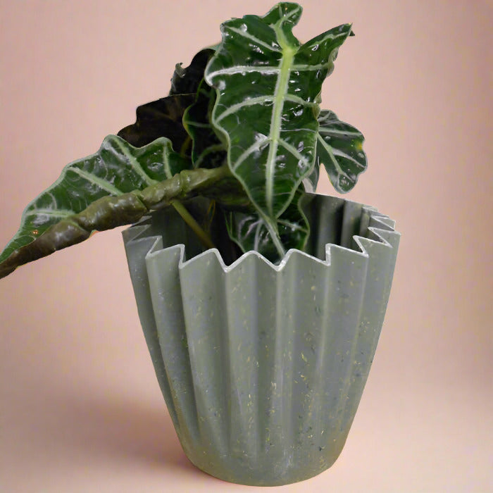 Alocasia Dwarf Amazonica Houseplant in a Sage Green Plant Pot