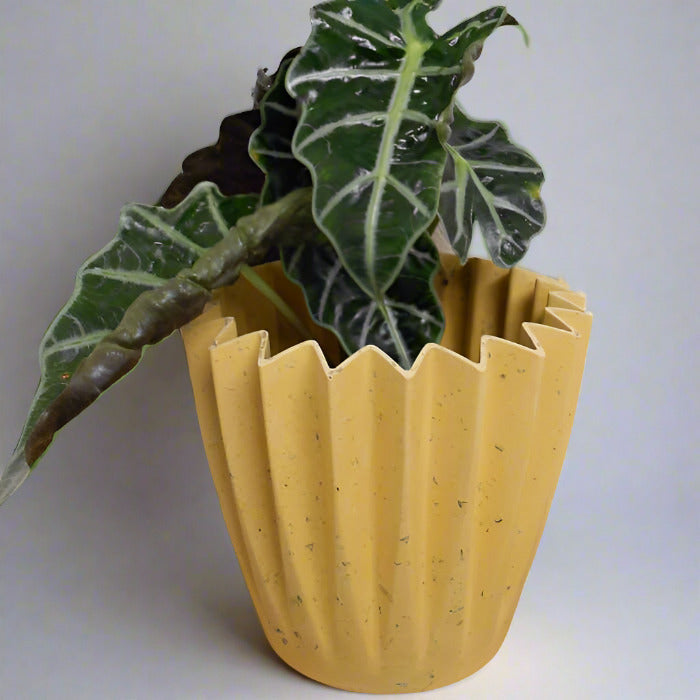 Alocasia Dwarf Amazonica Houseplant in a Yellow Plant Pot