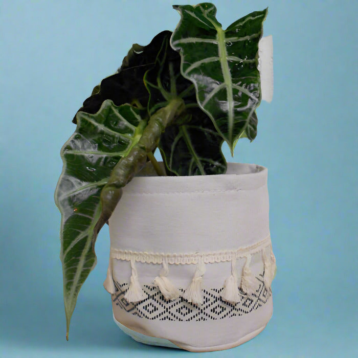 Alocasia Dwarf Amazonica Houseplant in a Cotton Plant Pot