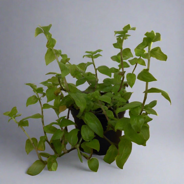 Turtle vine houseplant in a plastic nursery pot