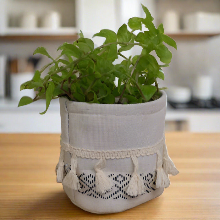 Turtle vine plant in a cotton plant pot