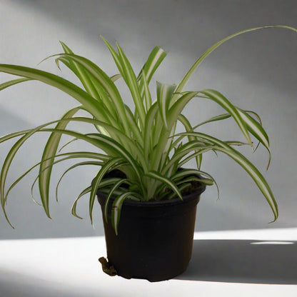 Small Chlorophytum Comosum Variegatum houseplant