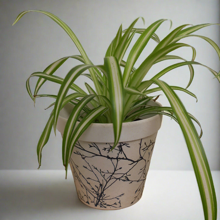 Small Variegated Spider Plant in a bamboo pot