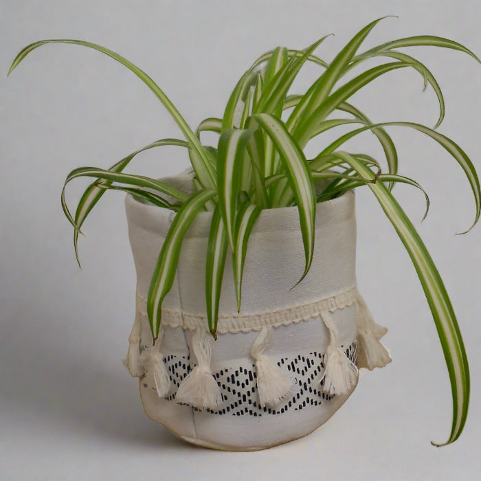 Small Variegated Spider Plant in a cotton plant pot