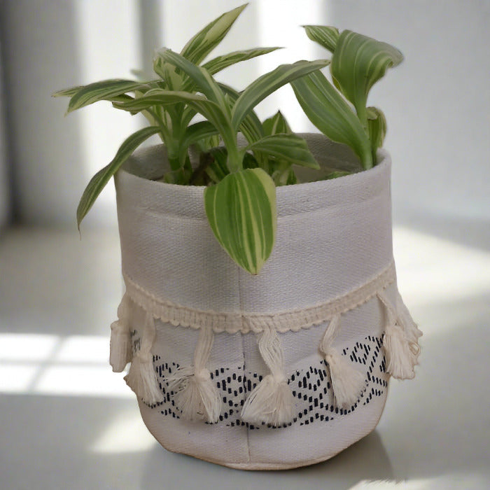 Tradescantia Silver Queen in a cotton plant pot