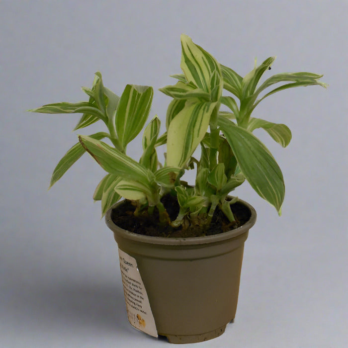 Tradescantia Silver Queen in a plastic nursery pot