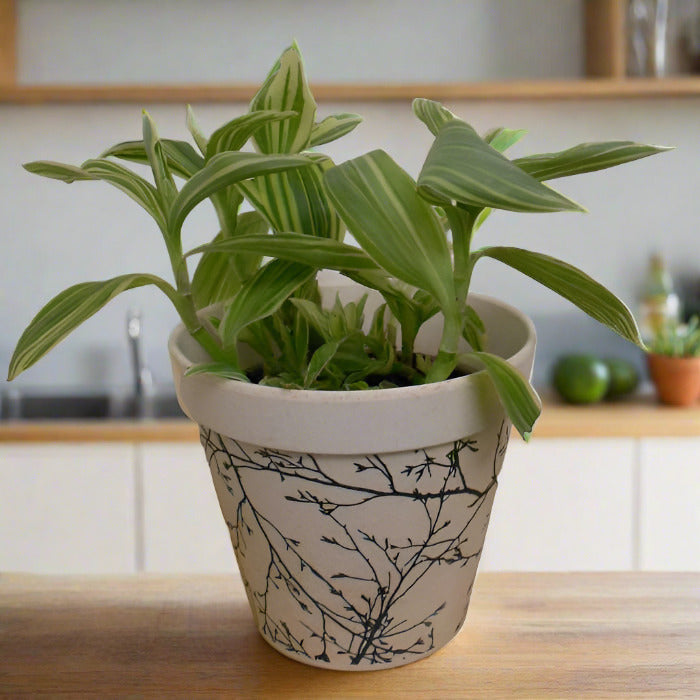 Tradescantia Silver Queen houseplant in a bamboo pot