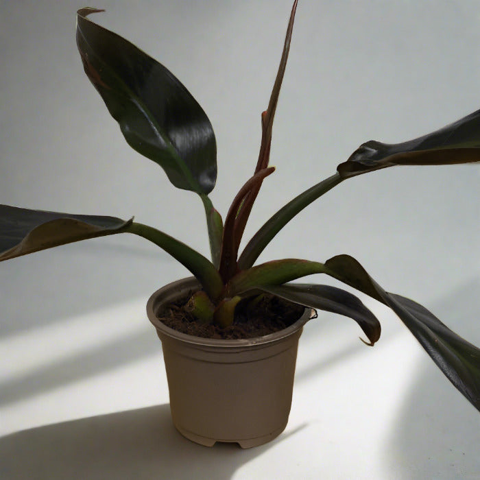 Philodendron Autumn Queen in a plastic nursery pot