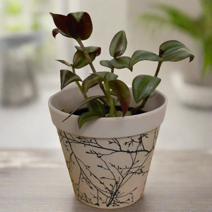 Tradescantia Zebrina Silver in a bamboo pot