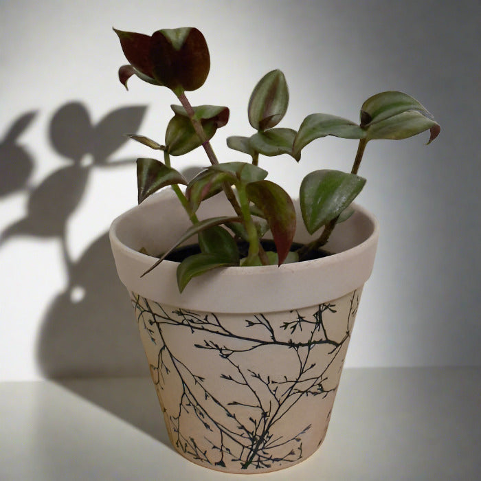 Tradescantia Zebrina Silver in a bamboo pot