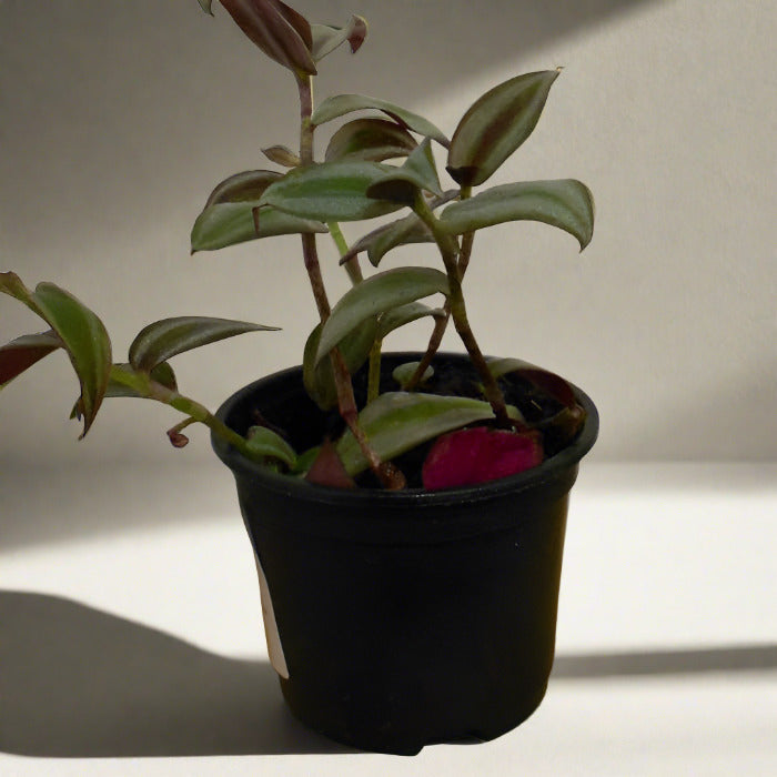 Tradescantia Zebrina Silver houseplant in a plastic nursery pot