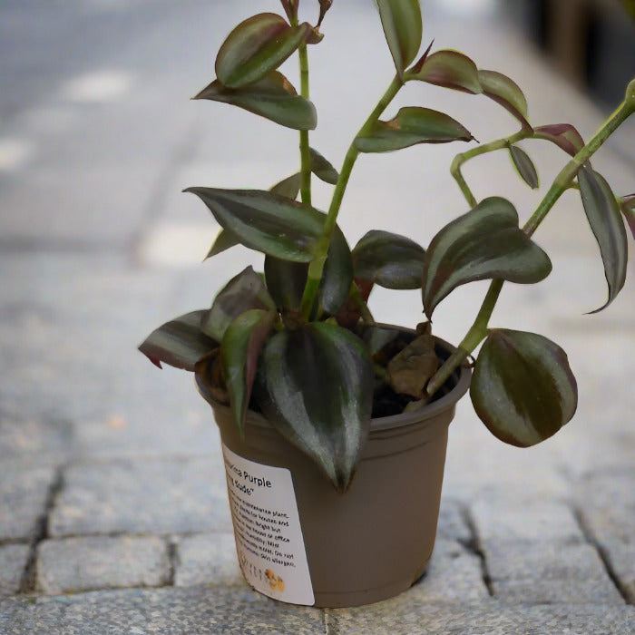 Tradescantia Zebrina Purple in a plastic nursery pot