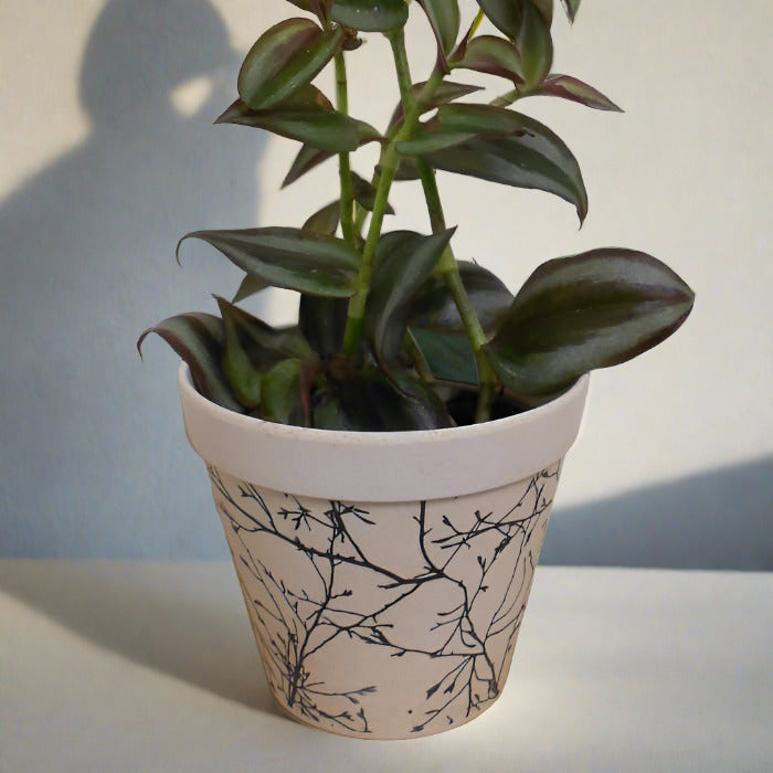 Tradescantia Zebrina Purple in a bamboo pot