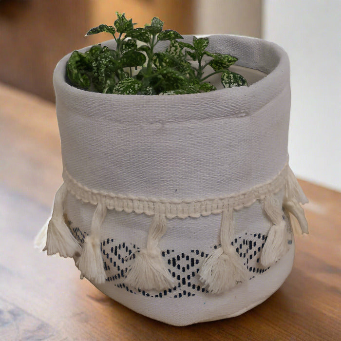 Hypoestes Phyllostachya White cotton pot