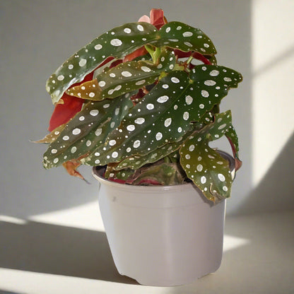 Polka dot begonia houseplant in a plastic nursery pot