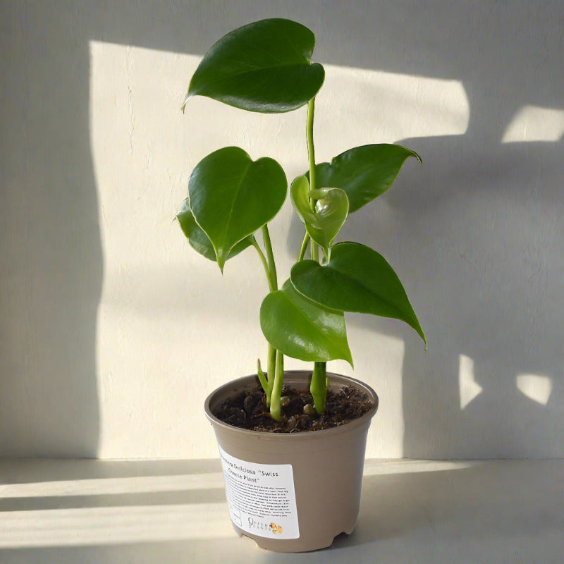 Swiss Cheese Plant in a plastic nursery pot