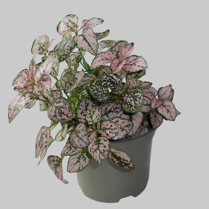 Pink Polka Dot Plant in plastic nursery pot