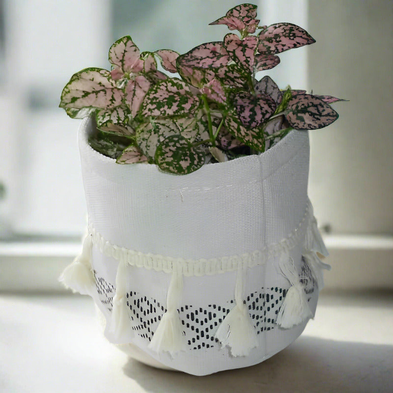 Pink Polka Dot Plant Houseplant Hypoestes Sanguinolenta Pink 9cm