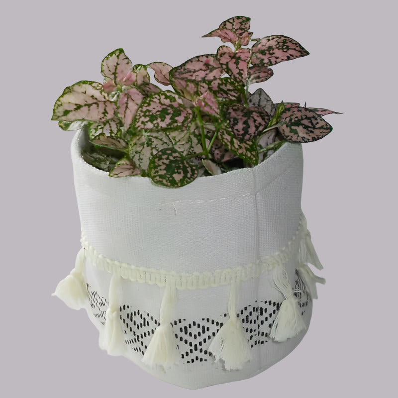 Hypoestes Sanguinolenta Pink in cotton plant pot