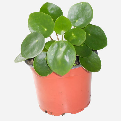 Pilea Peperomioides Houseplant