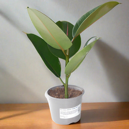 Ficus Elastica Robusta Rubber Plant in a nursery pot