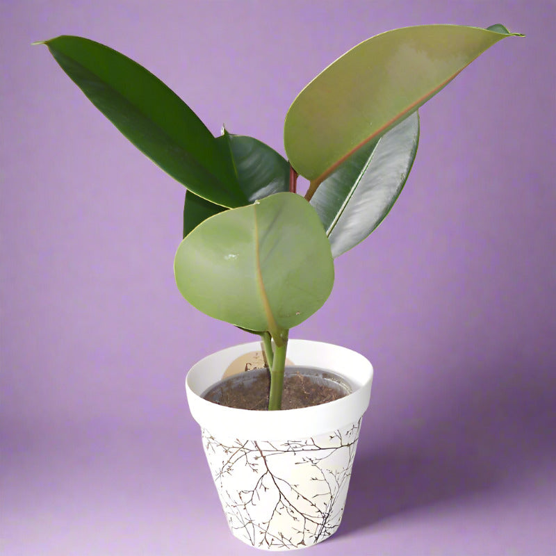 Ficus Elastica Robusta in a bamboo plant pot