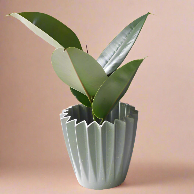 Ficus Elastica Robusta in a sage green plant pot