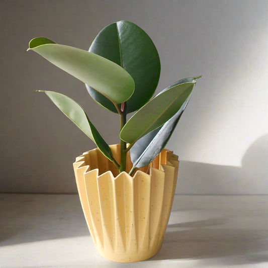 Ficus Elastica Robusta in a yellow plant pot