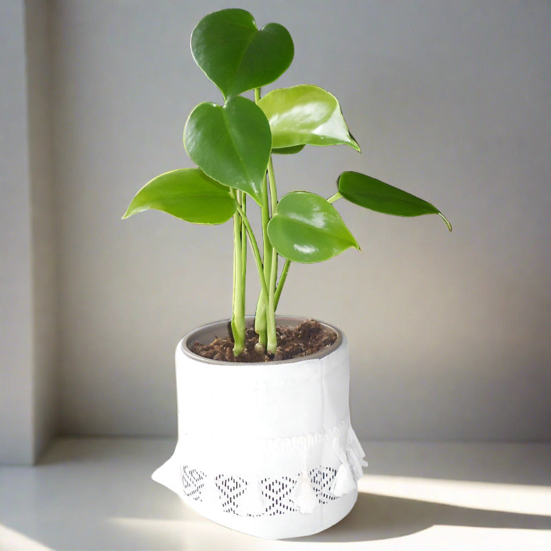 Swiss Cheese Plant in a cotton plant pot