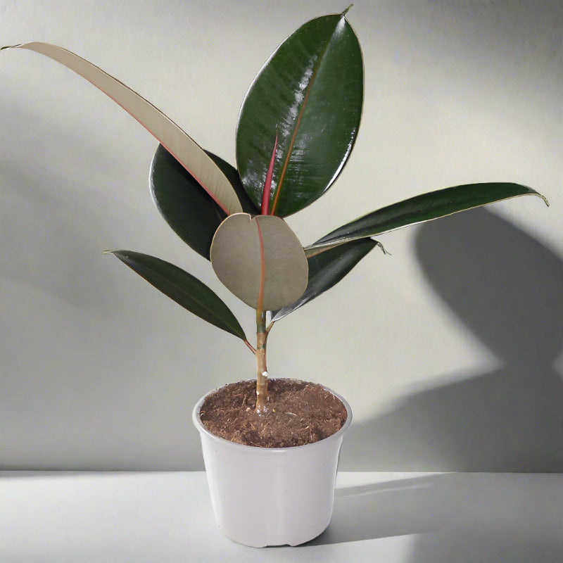 Ficus Elastica Adibijan (Rubber Plant)