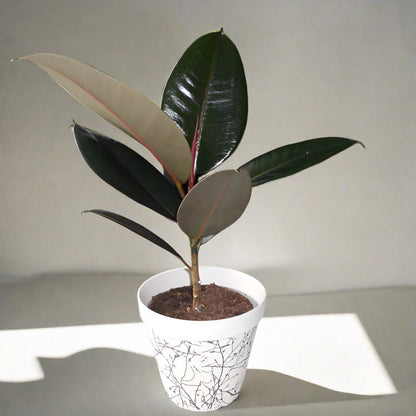 Trio of Low Maintenance House Plants with Pots