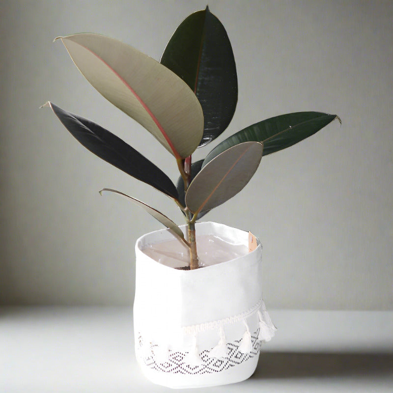 Ficus Elastica Adibijan (Rubber Plant)