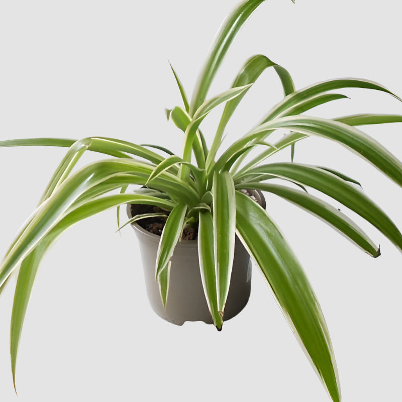 Chlorophytum Laxum Houseplant in a plastic nursery pot