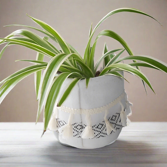 Spider plant in a cotton plant pot.