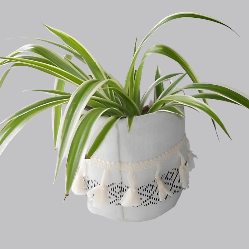 Chlorophytum Laxum Houseplant in a cotton plant pot