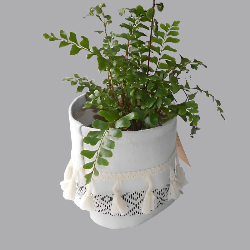 Maidenhair Fern Didymochlaena Truncatula in a cotton plant pot