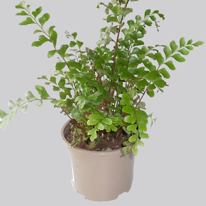 Maidenhair Fern Didymochlaena Truncatula in a nursery pot