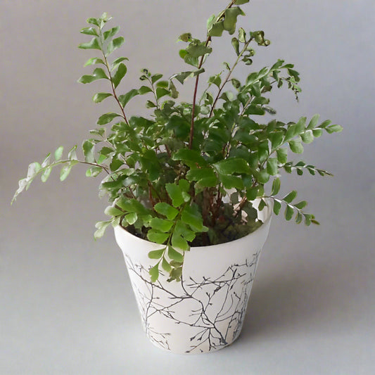 Maidenhair Fern Houseplant Didymochlaena Truncatula 9cm