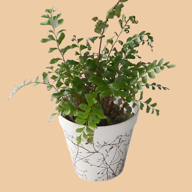 Maidenhair Fern houseplant in a bamboo pot