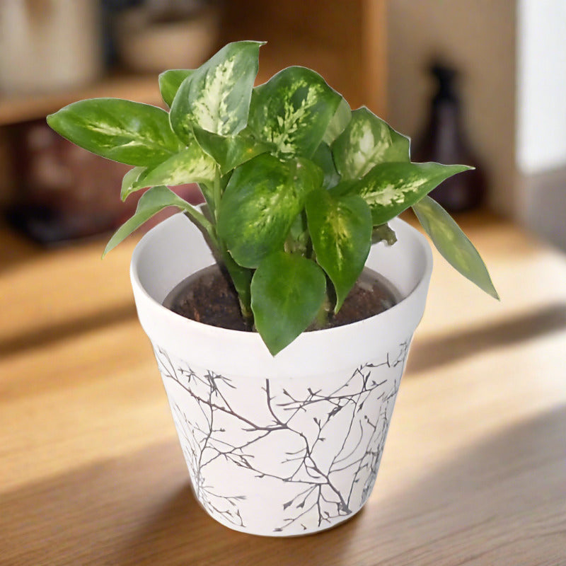 Dieffenbachia Compacta houseplant in a bamboo plant pot