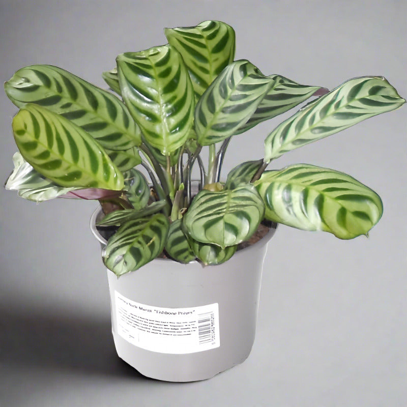 Calathea Burle Marxii in a plastic nursery pot