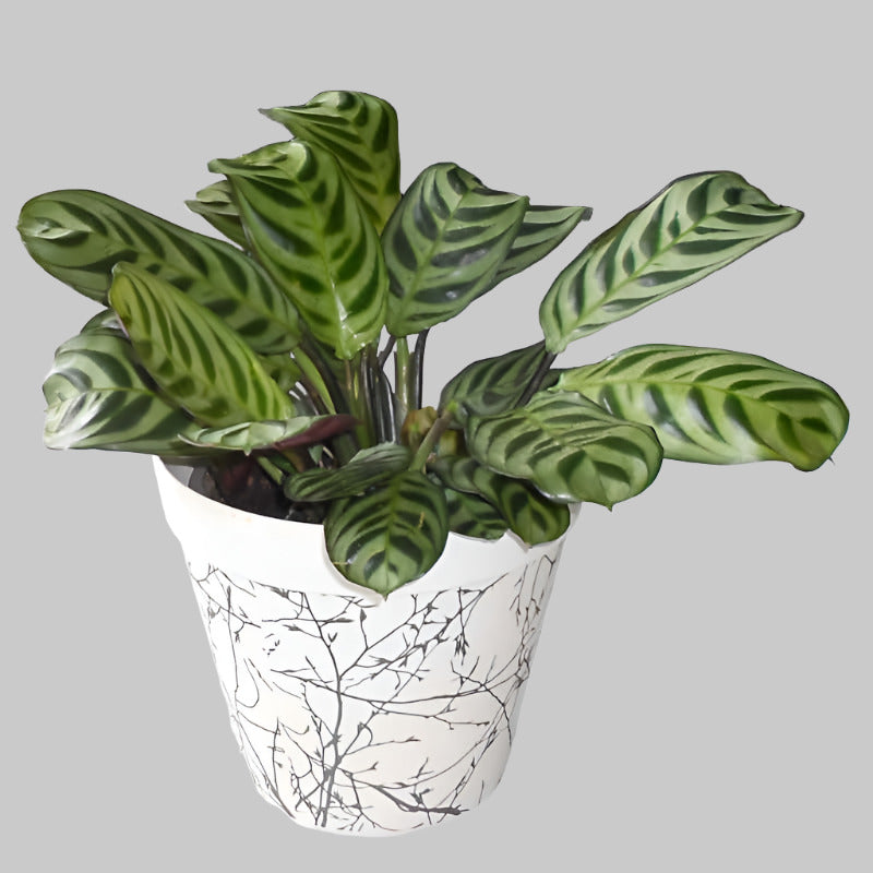 Calathea Fishbone in a bamboo plant pot