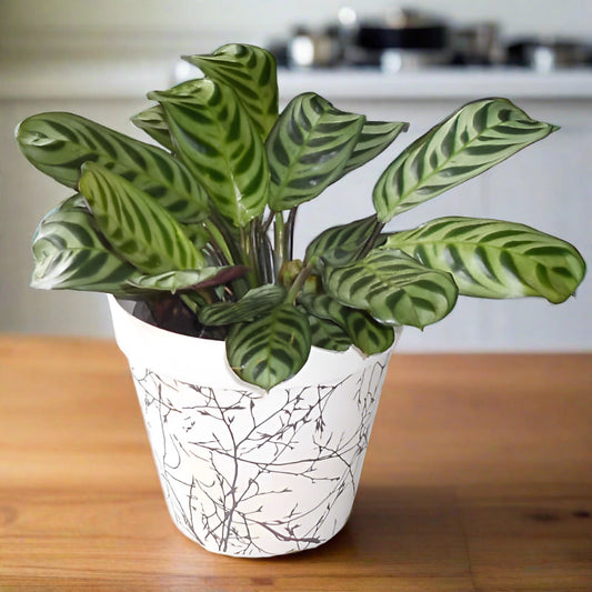 Calathea Burle Marxii houseplant in a bamboo plant pot