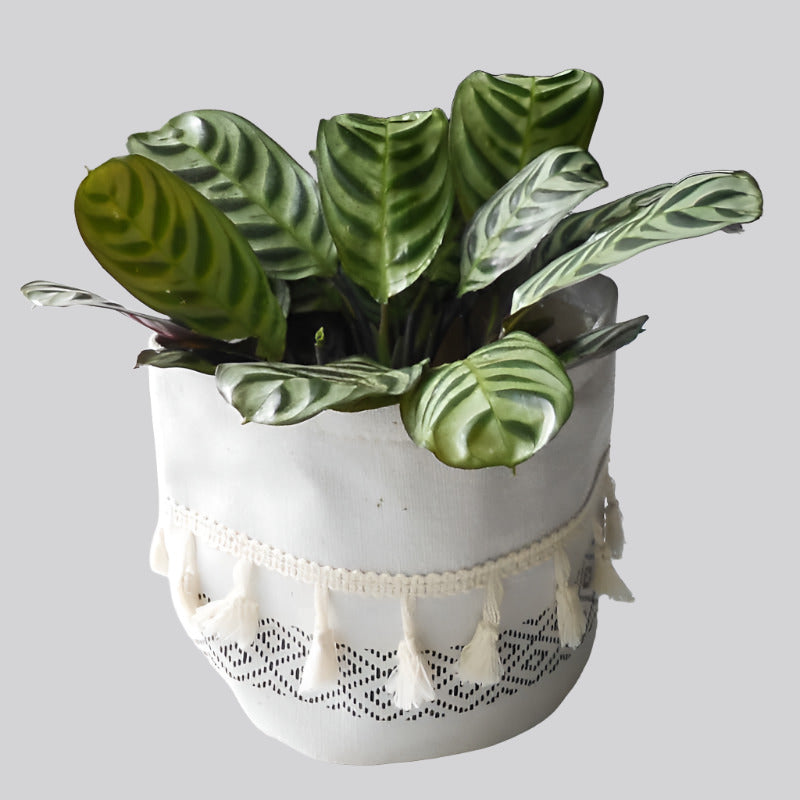 Calathea Burle Marxii plant in a cotton pot