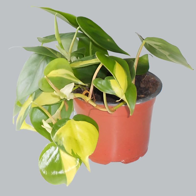 Sweetheart Plant in a Plastic Nursery Pot