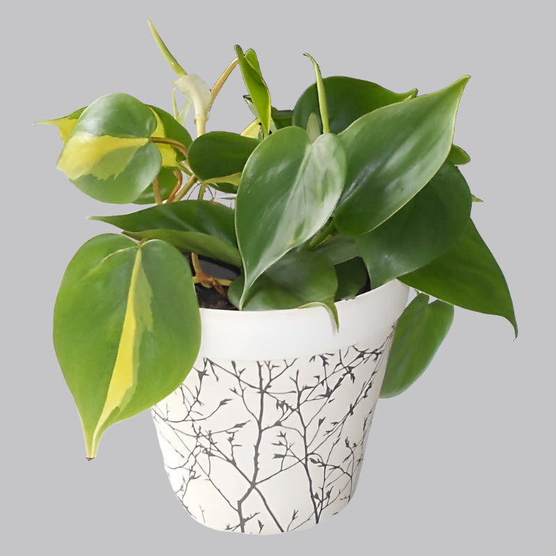 Philodendron Scandens Brazil in a Bamboo Plant Pot