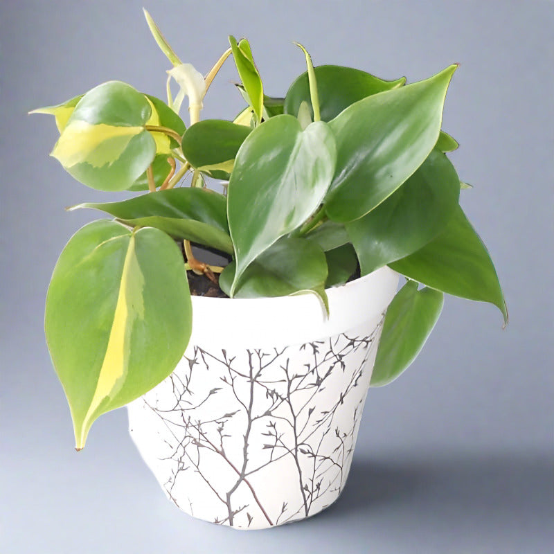 Sweetheart Plant in a Bamboo Pot