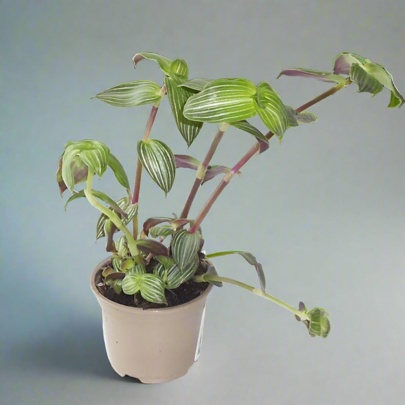 Callisia Elegans Houseplant (Creeping Inchplant)