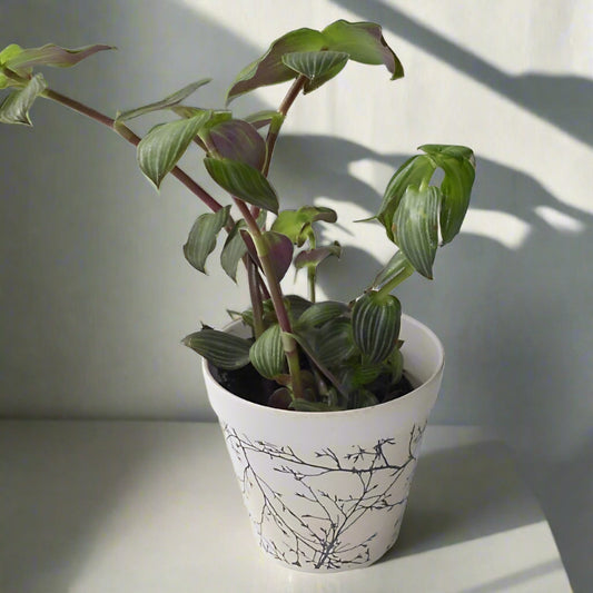 Callisia Elegans Houseplant (Creeping Inchplant)