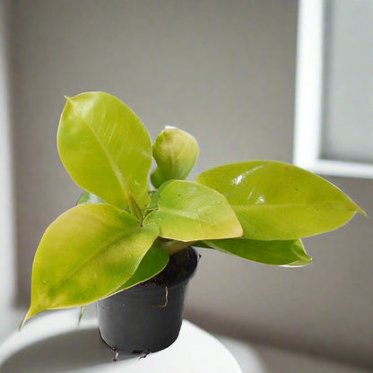 Trio of Small Indoor Houseplants